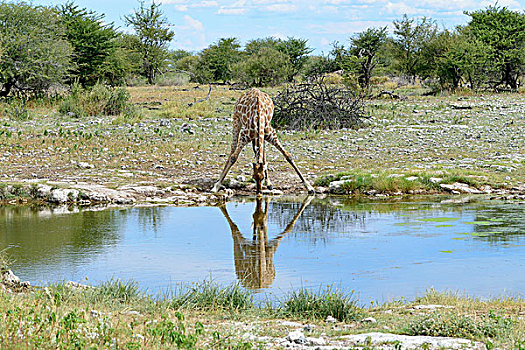 长颈鹿,喝,水潭,埃托沙国家公园,纳米比亚,非洲