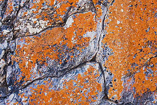 石头,苔藓,瑞欧格兰山谷,德克萨斯,美国