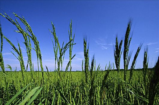 稻米,种植,法国,欧洲
