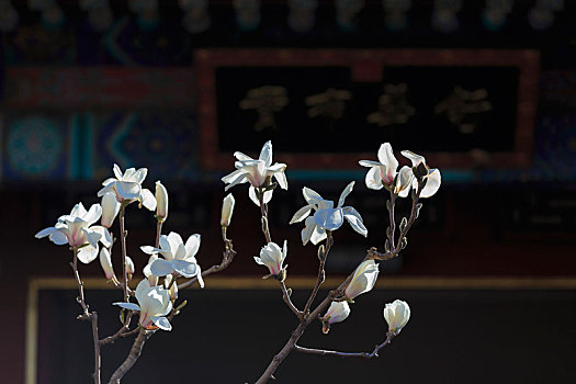 北京颐和园的玉兰花