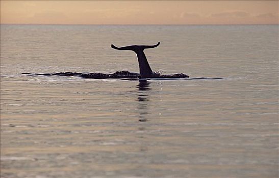 独角鲸,一角鲸,尾部,日落,巴芬岛,加拿大