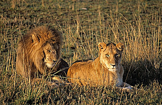 雄性,母狮,草丛,马塞马拉野生动物保护区,肯尼亚