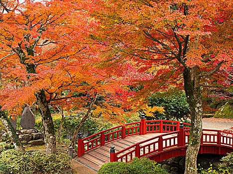 桥,热海,花园,秋天
