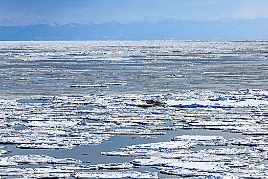 冬季北海道浮冰海豹