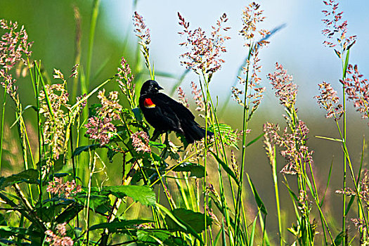 雄性,红翅黑鹂,栖息,国家野生动植物保护区,华盛顿,美国