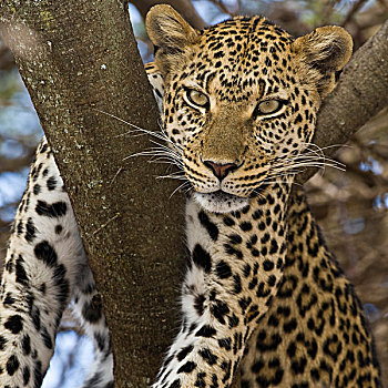 非洲,坦桑尼亚,豹,树上,塞伦盖蒂国家公园