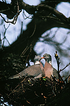 斑尾林鸽,一对,巢,诺曼底