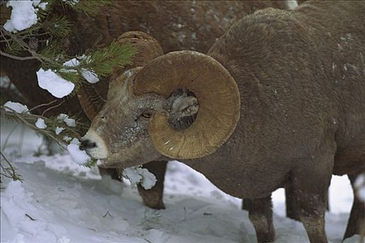 大角羊,浏览,松树,落基山脉,北美