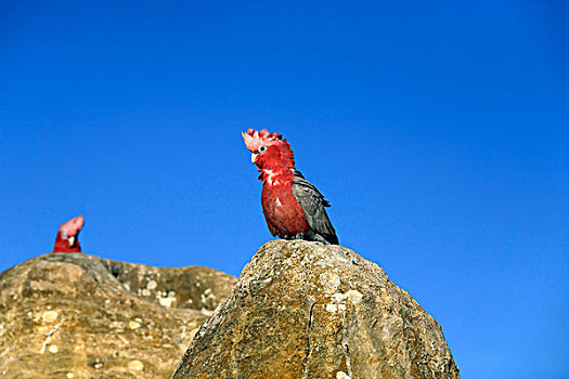 粉色,粉红凤头鹦鹉,坐,石灰石,顶峰,排列,南邦国家公园,西澳大利亚州,澳大利亚