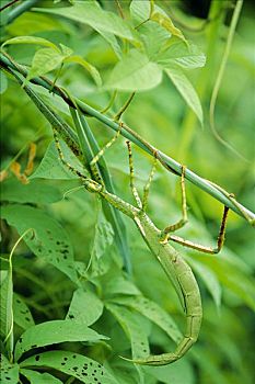 竹节虫,保护色,绿色,植物,澳大利亚