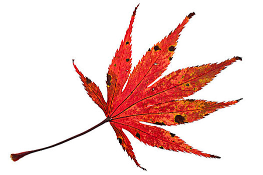 红色,秋天,叶子