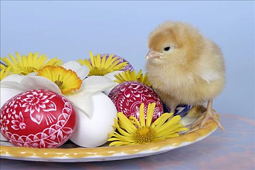 复活节,安放,鸡