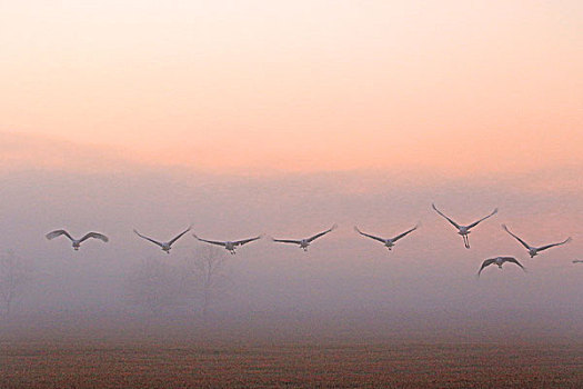 丹顶鹤,飞,早晨,雾气,北海道