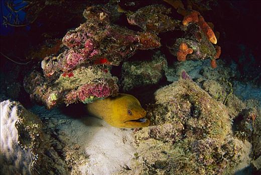 黄色,海鳗,隐藏,礁石,博奈尔岛,加勒比海