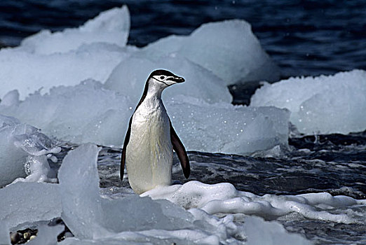南极,南,奥克尼群岛,冰,鹅卵石,海滩,帽带企鹅