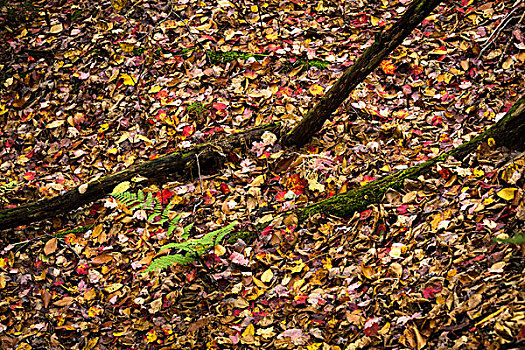 秋天,树,秋叶,林中地面