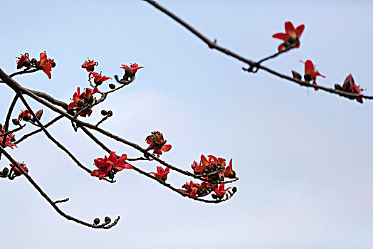 木棉花