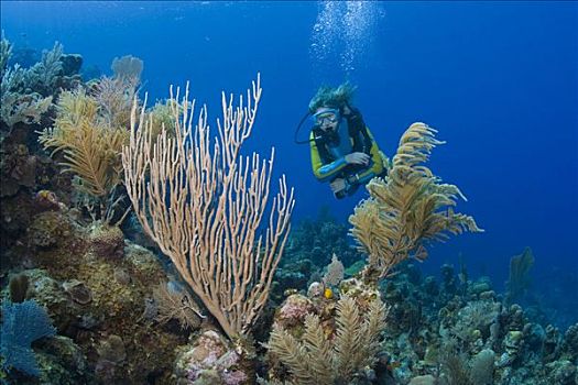 潜水者,潜水,上方,珊瑚礁,繁茂,柳珊瑚目,海洋,加勒比海,洪都拉斯,中美洲