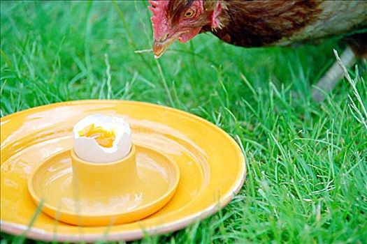鸡,吃,软煮蛋
