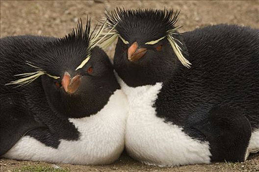 凤冠企鹅,南跳岩企鹅,一对,鹅卵石,岛屿,福克兰群岛