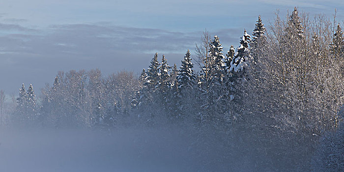 风景,积雪,树,王子,不列颠哥伦比亚省,加拿大