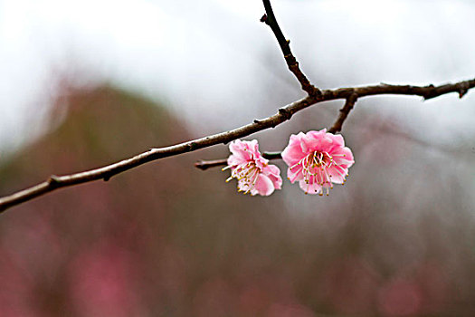 梅花,花朵,梅园,春天,报春