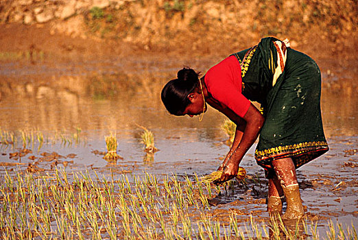 女人,种植,稻田