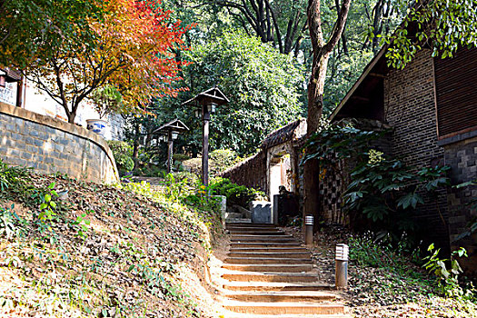 多彩枫叶,缤纷秋叶