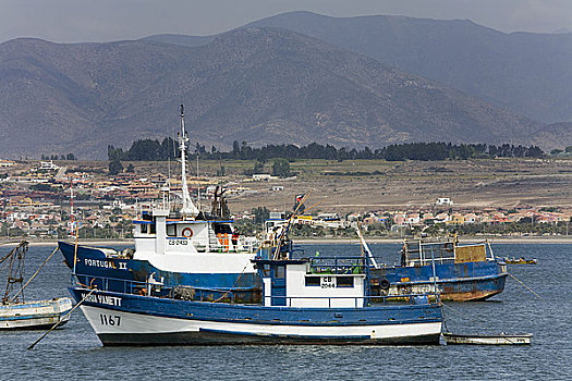 渔船,停泊,港口,智利