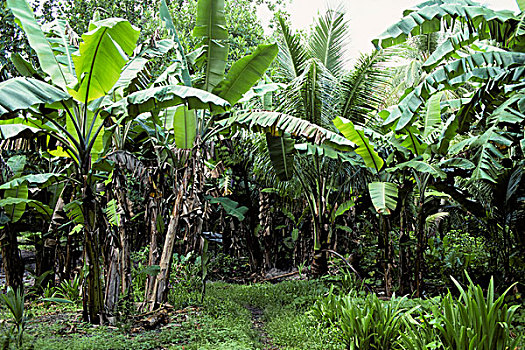 密克罗尼西亚,岛屿,香蕉树