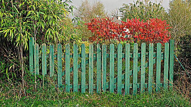 绿色,围栏,花园
