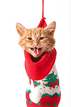 红色,斑猫,家猫,小猫,猫叫,站立,圣诞节,袜子