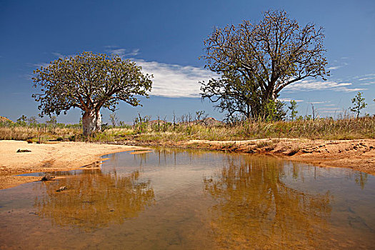 树,季节,水坑,靠近,土耳其,溪流,金伯利地区,西澳大利亚州,澳大利亚
