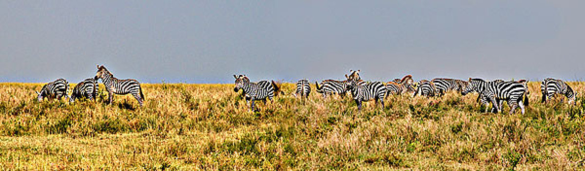 牧群,斑马,放牧,土地,塞伦盖蒂国家公园,坦桑尼亚