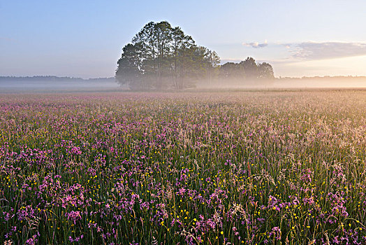 草地,剪秋罗,第一,晨光,早晨,雾气,生物保护区,靠近,萨克森,德国,欧洲