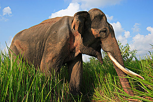 亚洲象,象属,道路,国家公园,苏门答腊岛,印度尼西亚