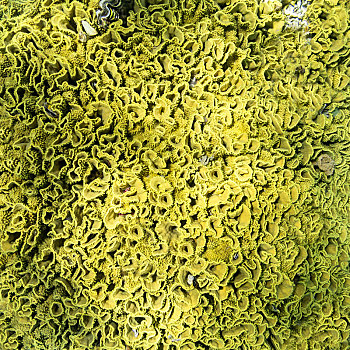 背景,黄色,珊瑚,水下