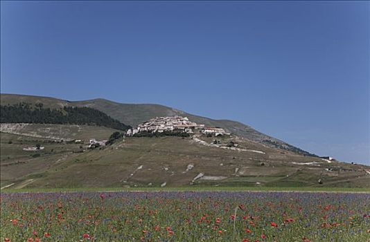 野花,地点,乡村,背景,翁布里亚,意大利