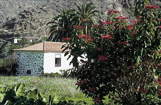 植物,一品红,棕榈树,加纳利群岛,西班牙,欧洲