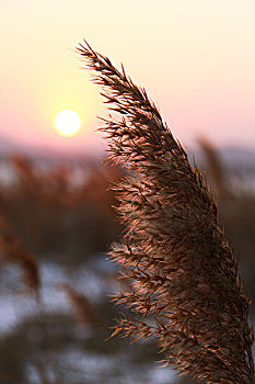 夕阳下的芦苇