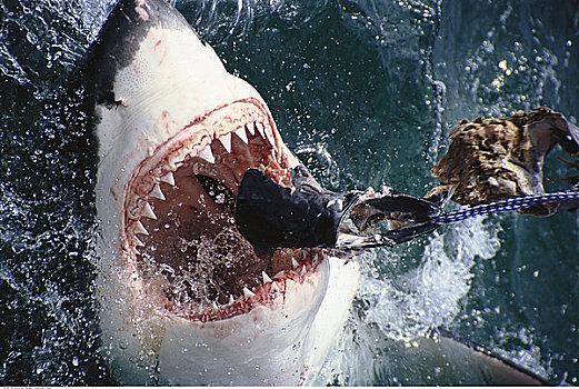 进食,大白鲨,南非