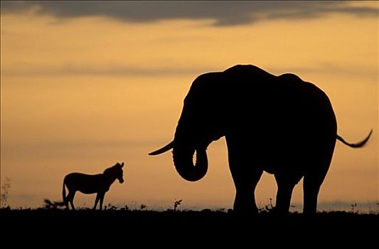 非洲象,斑马,马赛马拉,肯尼亚