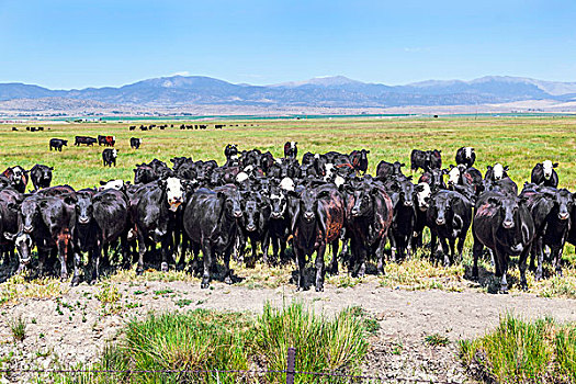群,母牛,放牧,草地