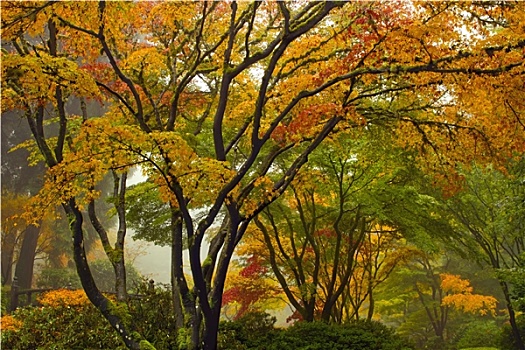 树荫,鸡爪枫,树,秋天