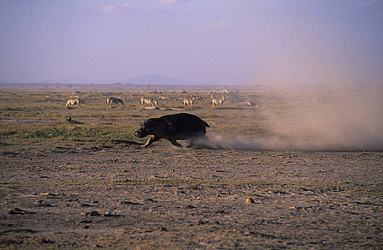 肯尼亚,安伯塞利国家公园,河马,跑