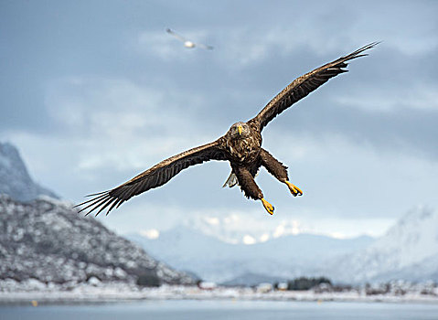白尾鹰,海鹰,白尾海雕,飞行,挪威,欧洲