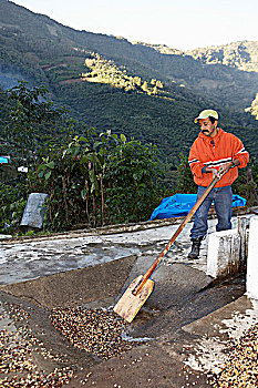 洗,弄干,咖啡豆,庄园,远景,咖啡种植园,水,危地马拉