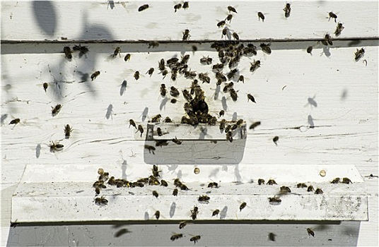 蜜蜂,进入,蜂窝