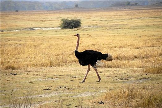 雄性,鸵鸟,鸵鸟属,干燥,草地,恩戈罗恩戈罗火山口,坦桑尼亚
