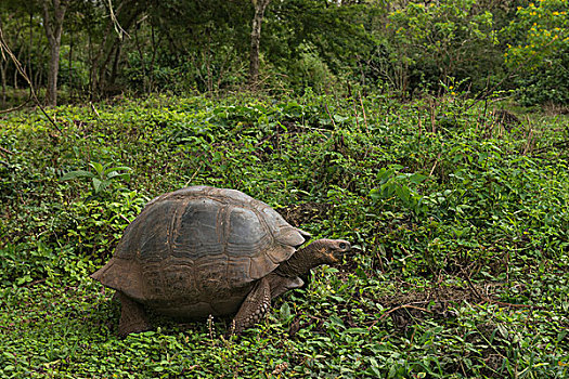 加拉帕戈斯巨龟,圣克鲁斯岛,加拉帕戈斯群岛,厄瓜多尔,本土动植物